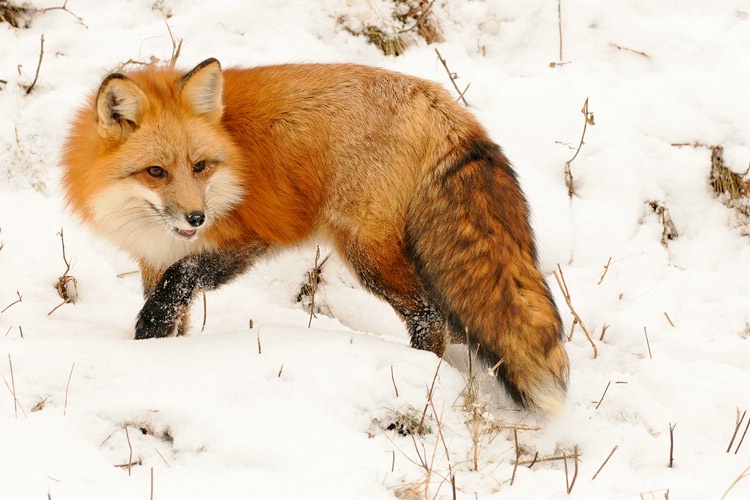 Red Fox 