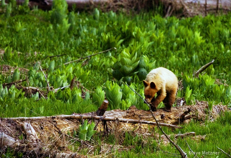 Bear Cub on Log