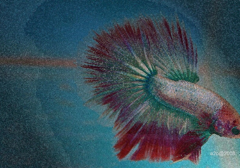 Water Peacock