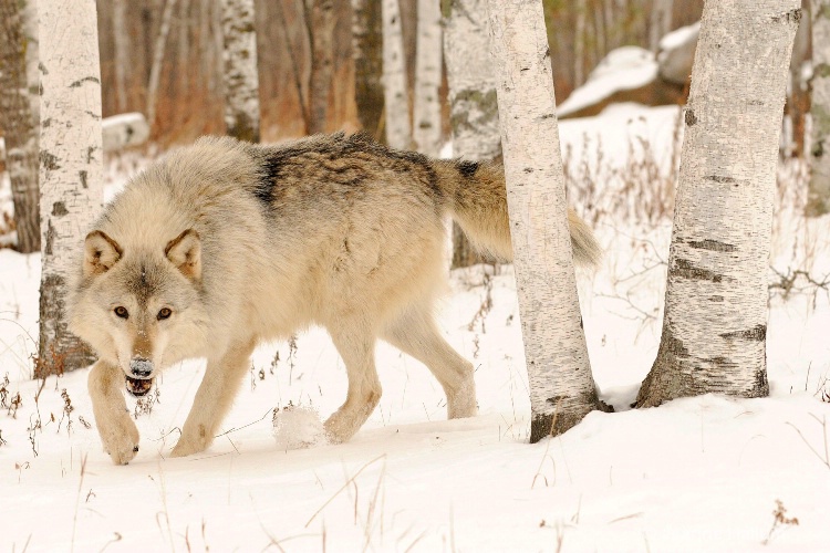 Timber Wolf