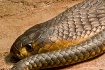 egyptian-cobra