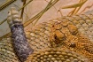 aruba-rattlesnake