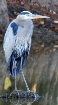 Old Blue
