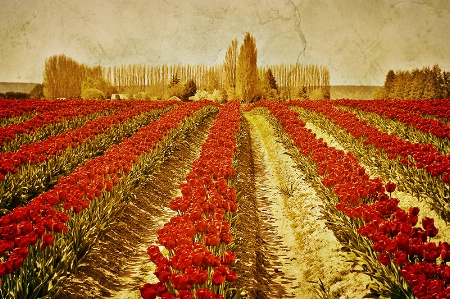 Vintage Tulips