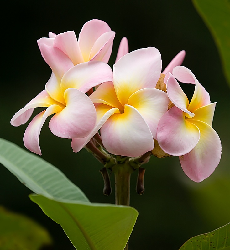 frangipani flowers