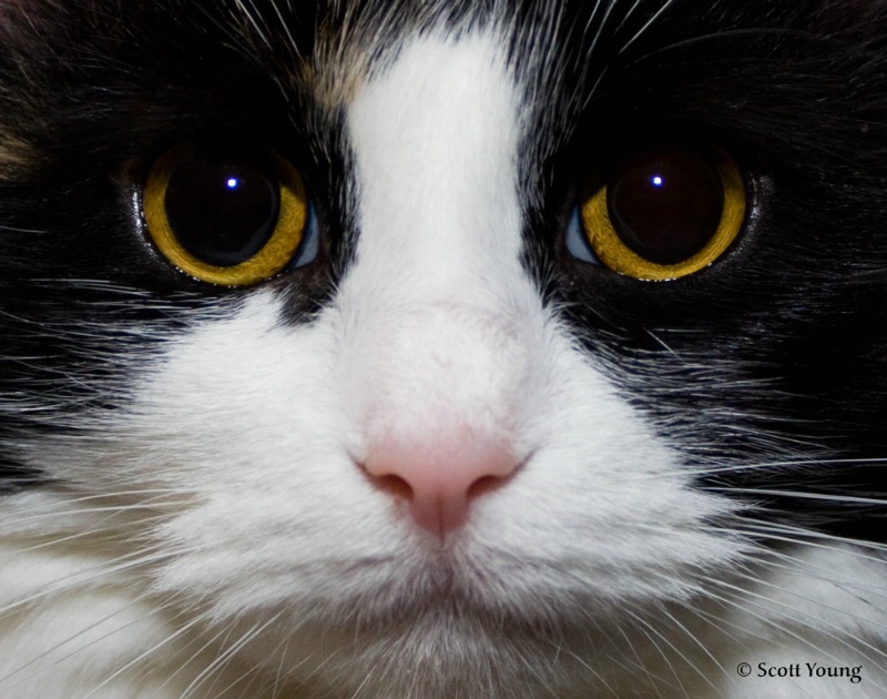 Mona - ID: 7629915 © Richard S. Young