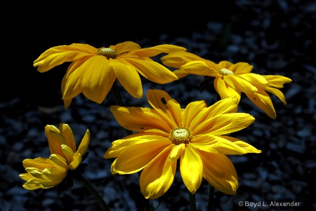 Flowering Fireworks 