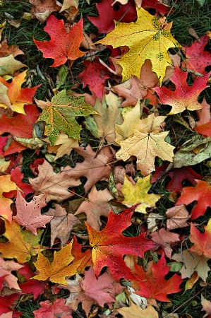 ~Autumn Leaves~