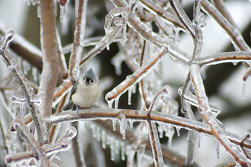 The Morning After - ID: 7630183 © Laurie Daily