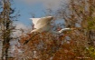 Okefenokee flight