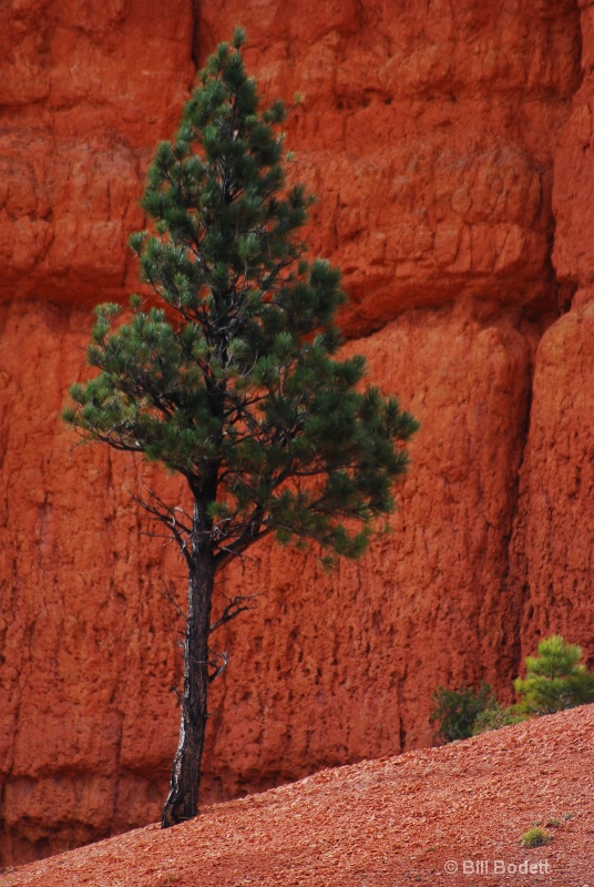 pine tree in red canyon