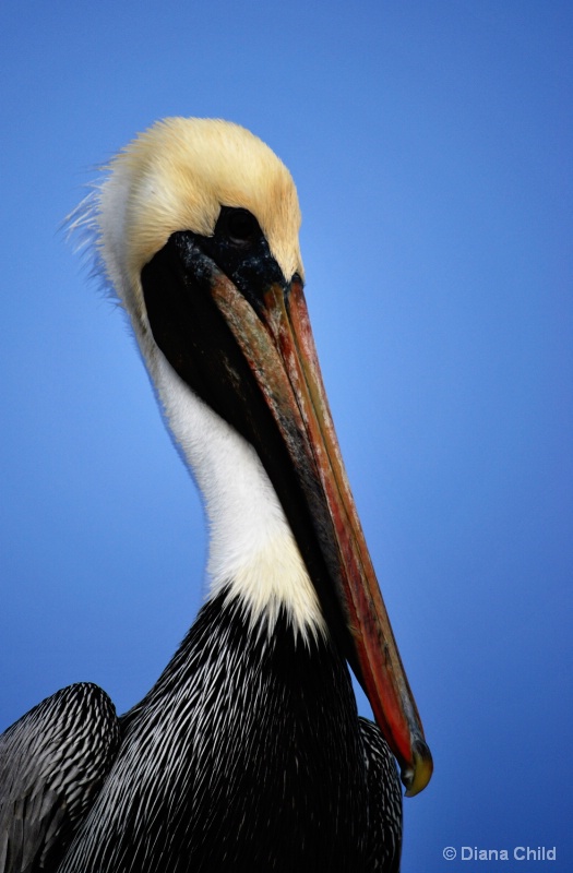 Pelican