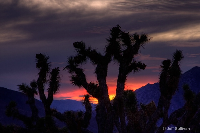 Joshua Tree Sunset