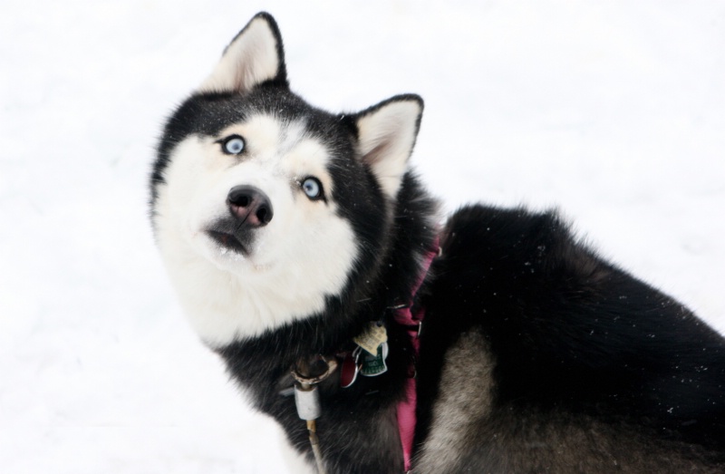 Snow Dog