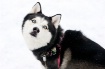 Snow Dog