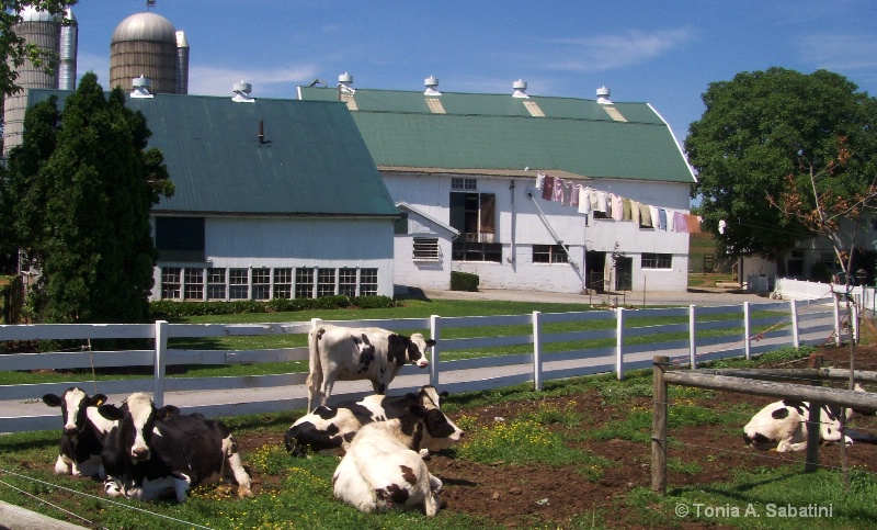 d1621 lancaster farm with cows
