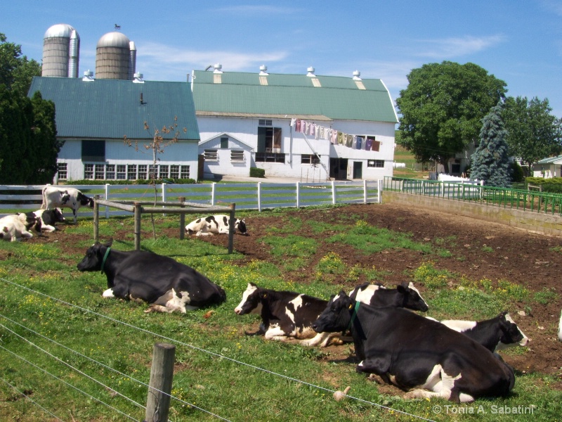 d1624 lancaster farm with cows