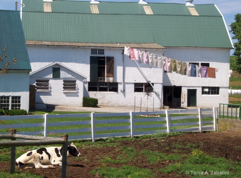 d1626 lancaster farm with cow 