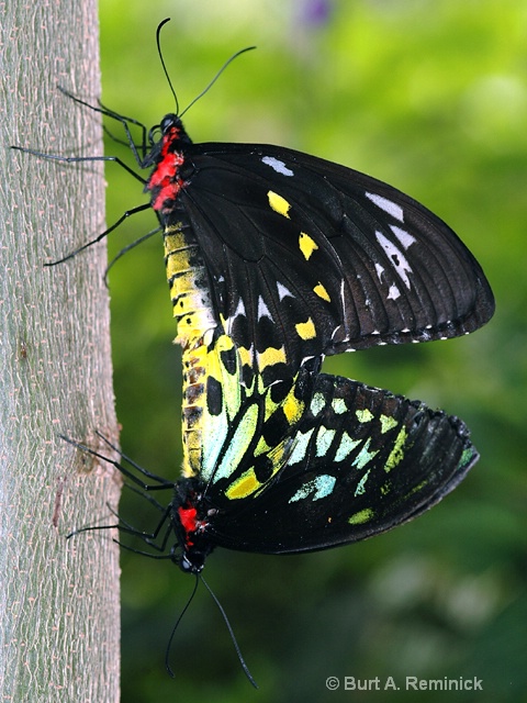Butterfly Cairns Bonding