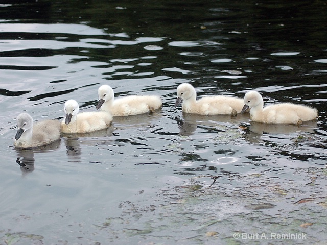 Five Cygnets in a row