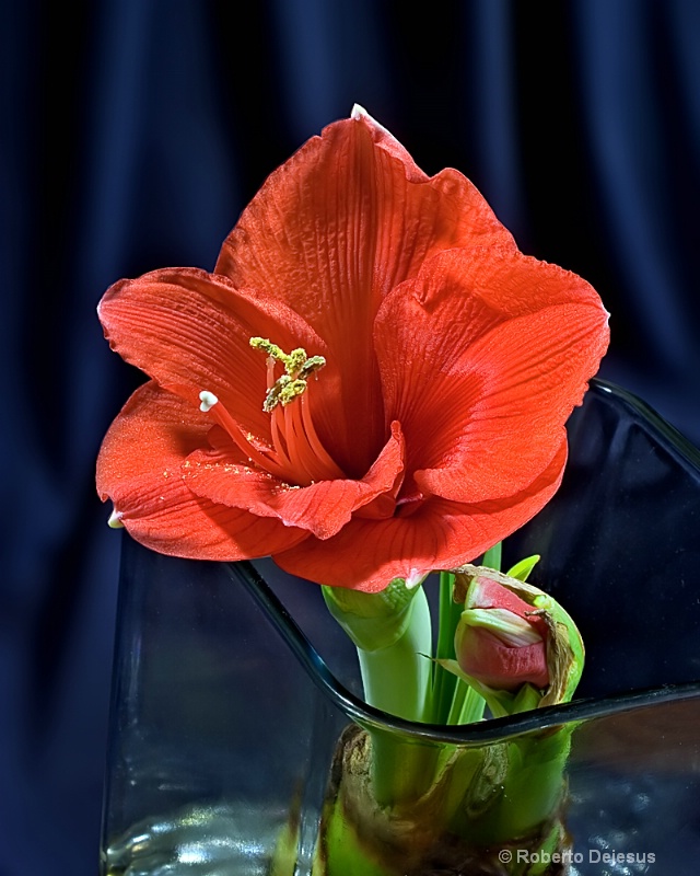 Barry's flower