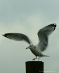KARATE GULL!!