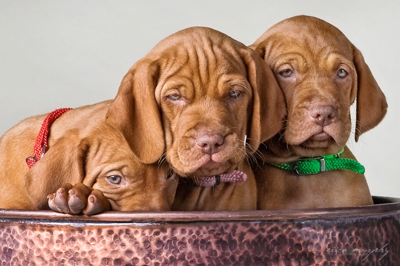 A Pot Full of Trouble