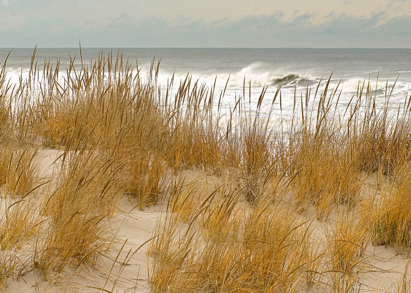 Dunes at Island Beach State Park