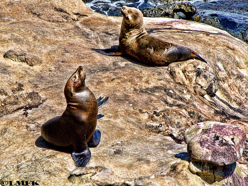 sea lion siesta