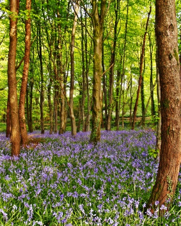 May Bluebells 