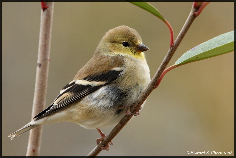 American Goldfinch 