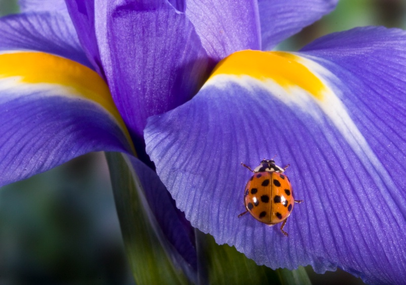 Ladybugs are Red and Irises are Blue 