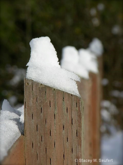Winter Fence 