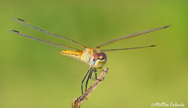 Yellow Dragonfly II