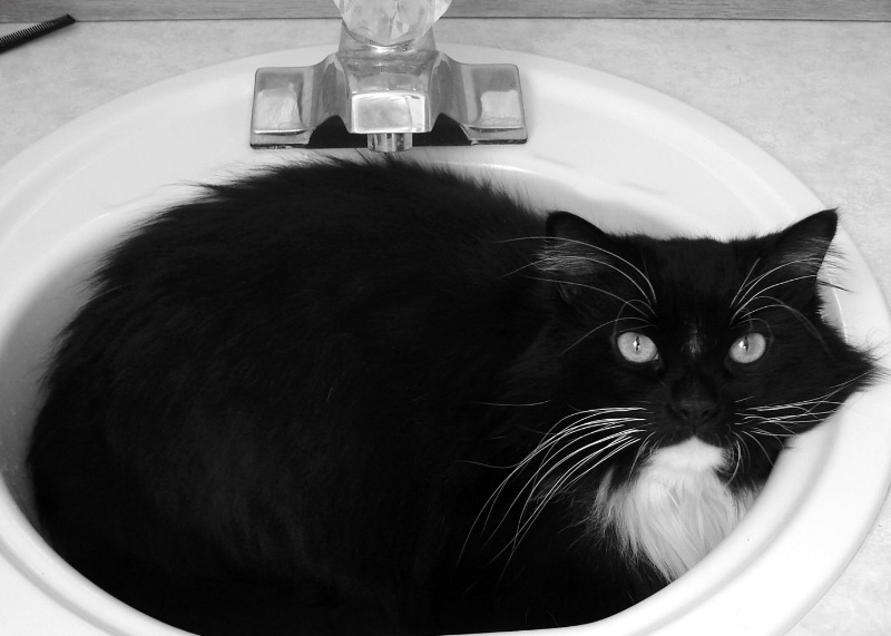 Fluffy Resting in Sink