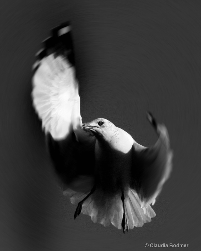 - ID: 7643186 © Claudia/Theo Bodmer
