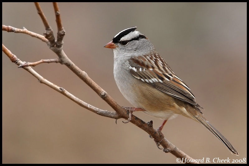 White-crowned Sparrow