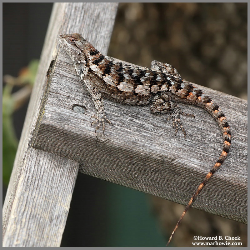 Tree Ladder Lizard