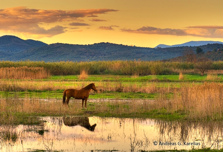 Horse in landscape