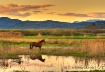 Horse in landscap...