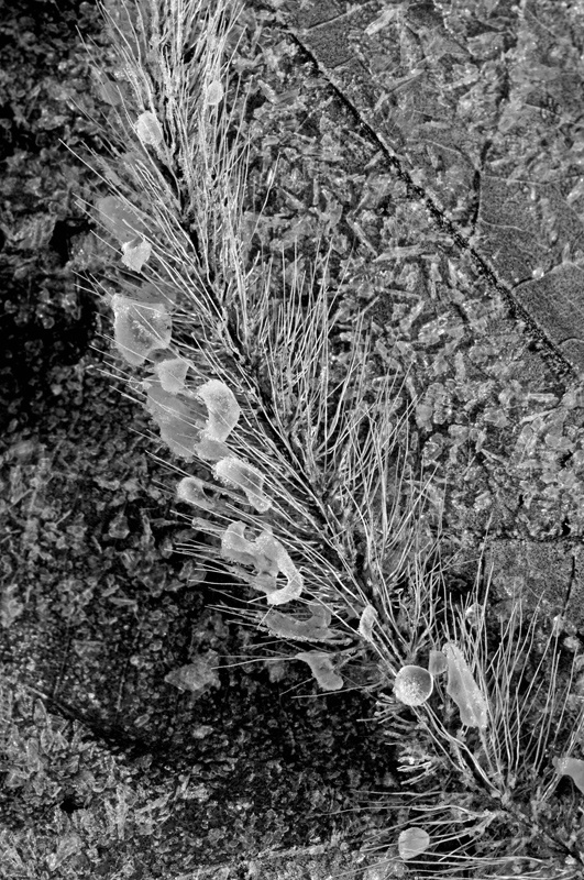 Iced Foxtail Grass - ID: 7650240 © Karen L. Messick