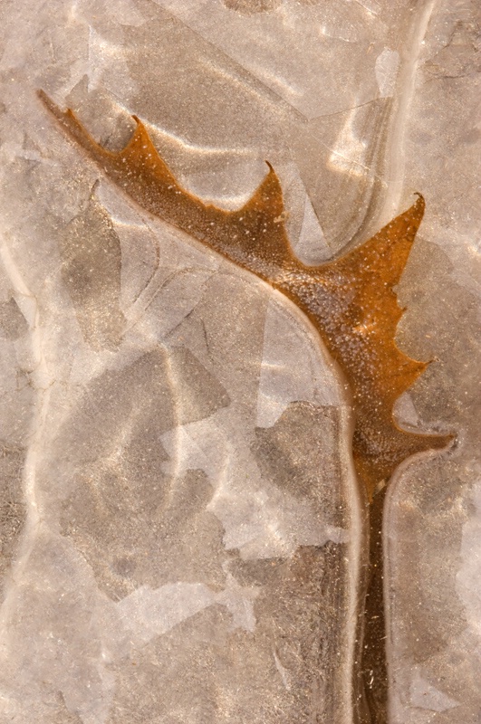 Iced Maple Leaf - ID: 7650241 © Karen L. Messick