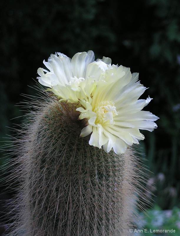 Carlos' Cactus