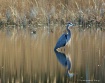 GREAT BLUE HERON