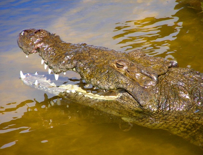 Croc ready for Dinner