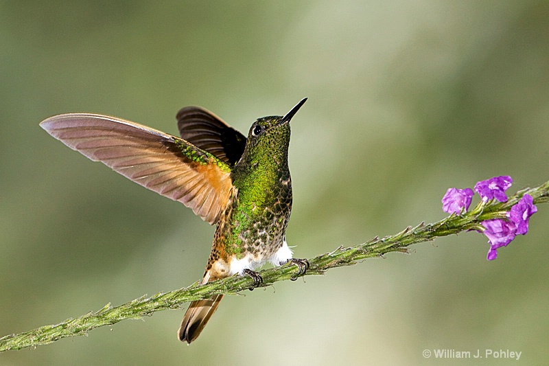 Buff-tailed Coronet - ID: 7654070 © William J. Pohley