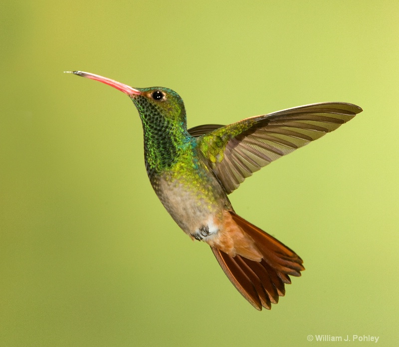 Rufous-tailed Hummingbird - ID: 7654071 © William J. Pohley