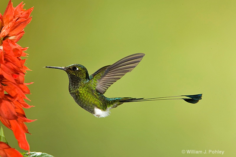 Booted Racquet-tail - ID: 7654073 © William J. Pohley