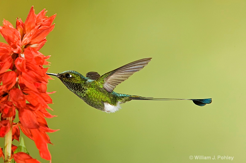 Booted Racquet-tail - ID: 7654075 © William J. Pohley