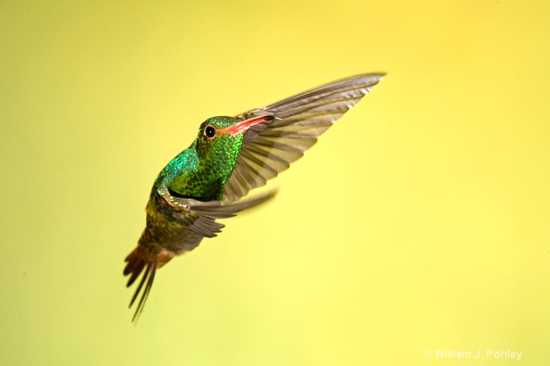 Rufous-tailed Hummingbird 5 - ID: 7654083 © William J. Pohley